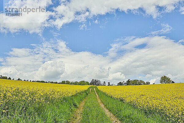 Ein Weg durch blühende Rapsfelder (Brassica napus) im Frühling  Bayern  Deutschland  Europa