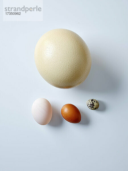 Verschiedene Eier von Strauß  Ente  Huhn  Wachtel