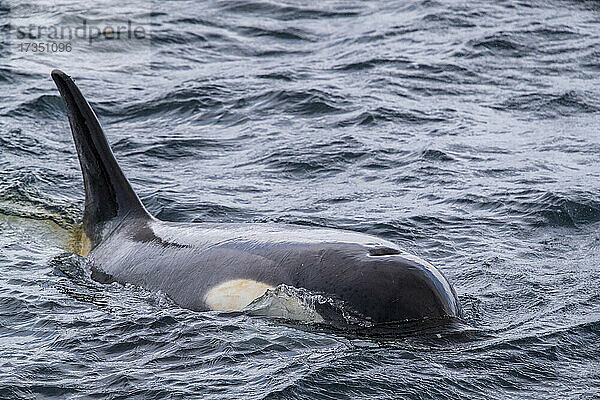 Schwertwal vom Ökotyp B (Orcinus orca)  auftauchend in der Gerlache-Straße  Antarktis  Polarregionen