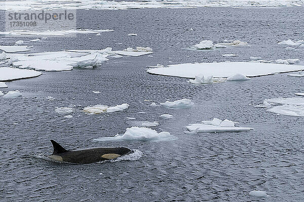 Ökotyp Big B Schwertwal (Orcinus orca)  auftauchend zwischen Eisschollen im Lemaire-Kanal  Antarktis  Polarregionen