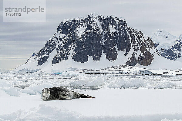 Ein ausgewachsener Seeleopard (Hydrurga leptonyx) auf einer Eisscholle bei Booth Island  Antarktis  Polarregionen