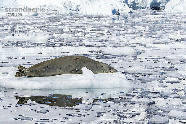 Eine ausgewachsene Krabbenfresser-Robbe (Lobodon carcinophaga)  auf dem Eis in der Paradise Bay  Antarktis  Polarregionen