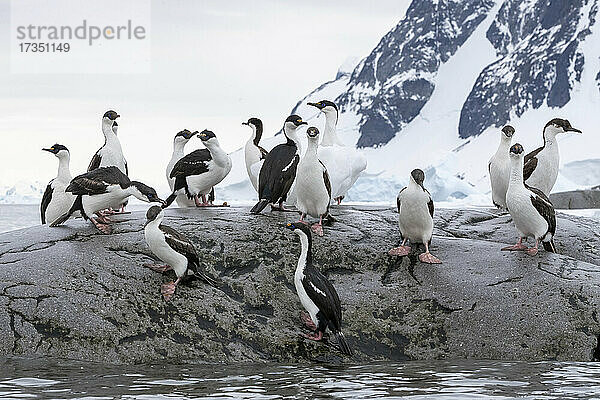 Eine Gruppe erwachsener antarktischer Krähenscharben (Leucocarbo bransfieldensis)  am Brutplatz auf Booth Island  Antarktis  Polarregionen