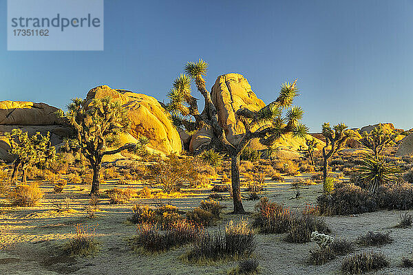 Joshua Tree (Yucca brevifolia)  Joshua Tree National Park  Mojave-Wüste  Kalifornien  Vereinigte Staaten von Amerika  Nord-Amerika