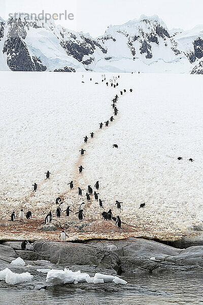 Ausgewachsene Eselspinguine (Pygoscelis papua)  die auf dem Pinguin-Highway auf Booth Island spazieren gehen  Antarktis  Polarregionen