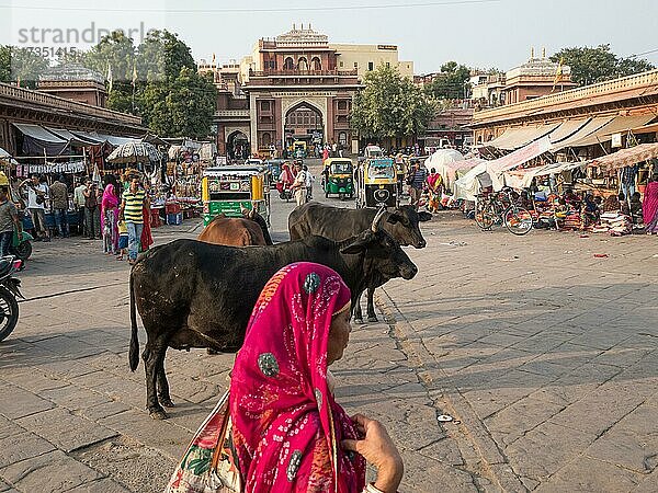 Rind am Sardar Markt  Altstadt  Jodhpur  Rajasthan  Indien  Asien