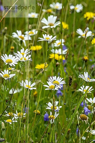 Blühende Margeriten (Leucanthemum)  bunte Blumen  Gräser und Insekten in wilder  natürlicher Blumenwiese  Deutschland  Europa