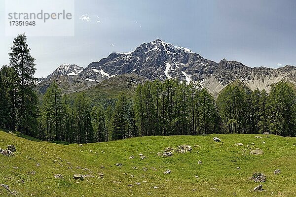 Bergwiese mit Nadelbäumen (Koniferen)  dahinter Ortler-Massiv  Bergdorf Sulden  Solda  Ortsteil der Gemeinde Stilfs  Suldental  Ortler-Alpen  Ortles  Vinschgau  Trentino-Südtirol  Italien  Europa