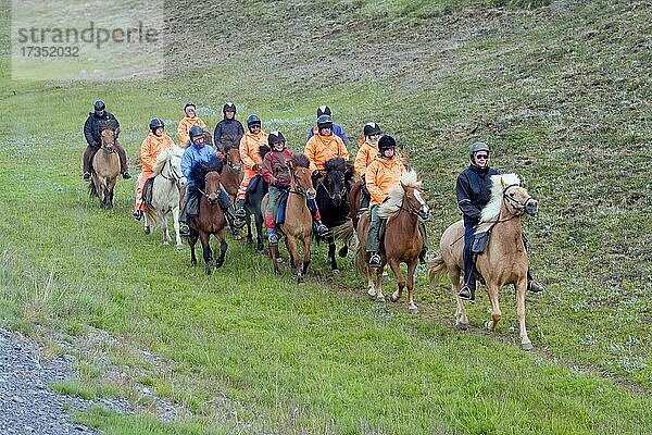 Gruppe von Reitern auf Islandpferden  Island  Europa