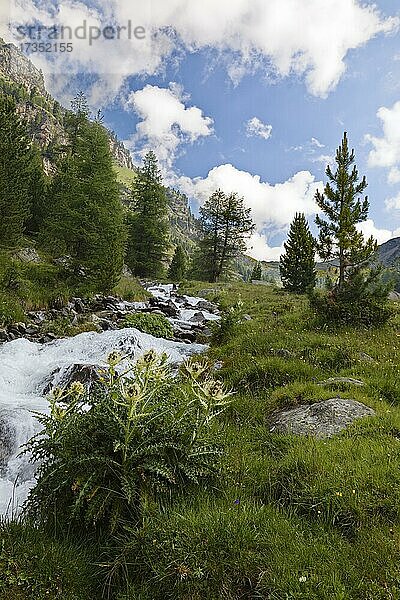 Aufstieg zur Düsseldorfer Hütte vorbei an Alpen-Kratzdistel (Cirsium spinosissimum) und Gebirgsbach  nahe Bergdorf Sulden  Solda  Ortsteil der Gemeinde Stilfs  Suldental  Ortler-Alpen  Ortles  Vinschgau  Trentino-Südtirol  Italien  Europa