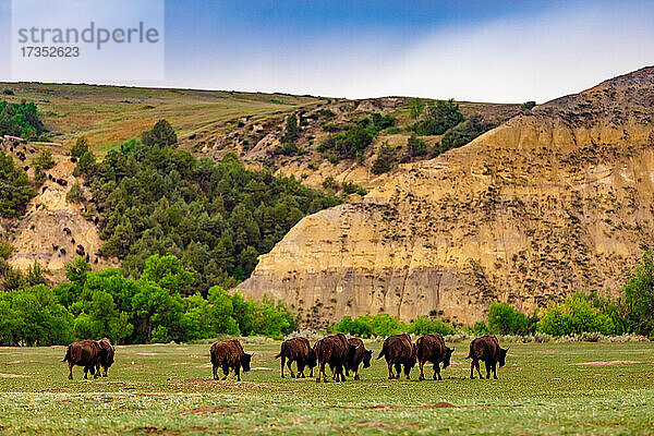 Bisons im Theodore Roosevelt National Park South Unit  North Dakota  Vereinigte Staaten von Amerika  Nordamerika