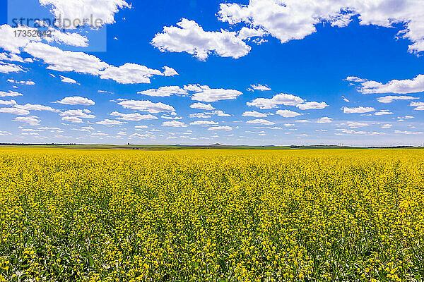 Rollendes Feld mit gelben Blumen unter blauem Himmel und Schäfchenwolken  North Dakota  Vereinigte Staaten von Amerika  Nordamerika