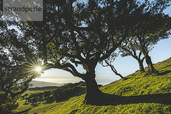 Alter Lorbeerbaum und grüne Wiesen bei Sonnenuntergang  Fanal-Wald  Insel Madeira  Portugal  Atlantik  Europa