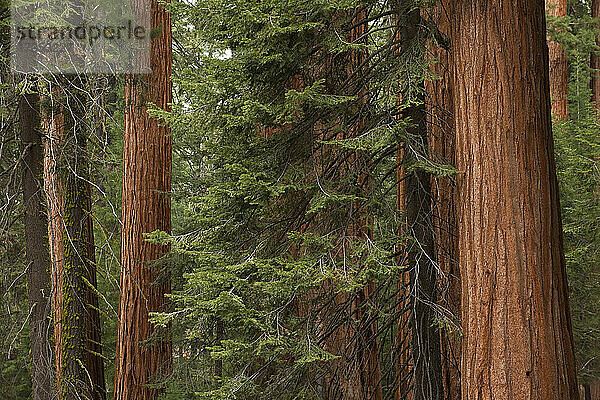 USA  Kalifornien  Mammutbäume im Wald