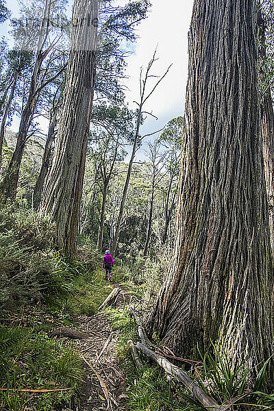 Australien  New South Wales  Kosciuszko-Nationalpark  Frau wandert im Wald auf Merritt's Nature Track im Kosciuszko-Nationalpark