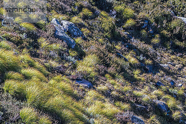 Australien  New South Wales  Felsen und Gras in den Bergen im Kosciuszko-Nationalpark