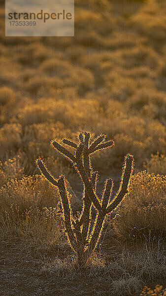 USA  New Mexico  Santa Fe  El Dorado  Cholla-Kaktus im Gegenlicht in der Wüstenlandschaft bei Sonnenuntergang