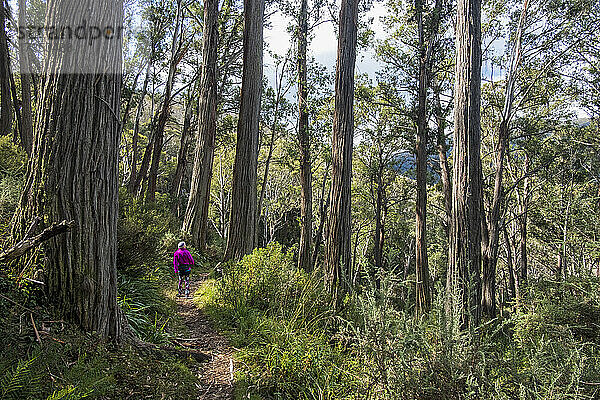 Australien  New South Wales  Frau wandert im Wald auf Merritt's Nature Track im Kosciuszko-Nationalpark