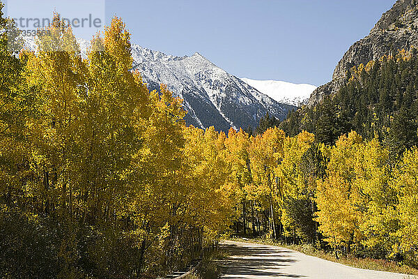USA  Colorado  Aspen  gelbe Espenbäume in den Bergen im Herbst