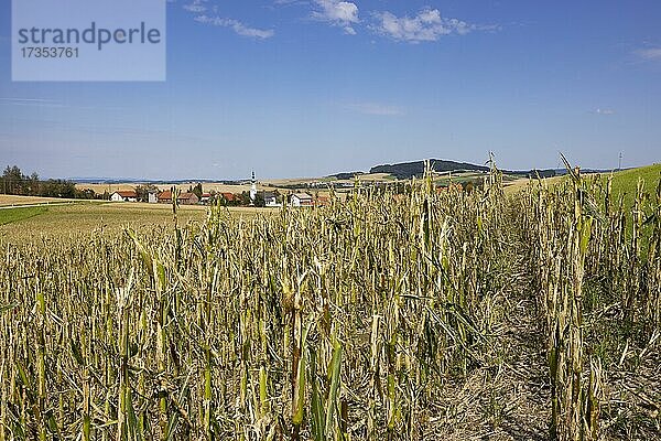 Maispflanzen (Zea mays) auf einem Feld mit Hagelschaden nach einem schweren Unwetter bei Schildorn  Innviertel  Oberösterreich  Österreich  Europa