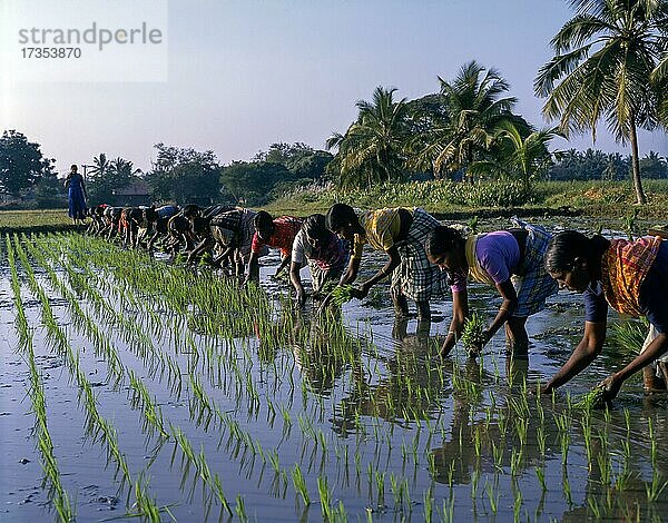 Arbeiterinnen im Reisfeld  Setzlinge beim Umpflanzen auf dem Reisfeld  Coimbatore  Tamil Nadu  Indien  Asien
