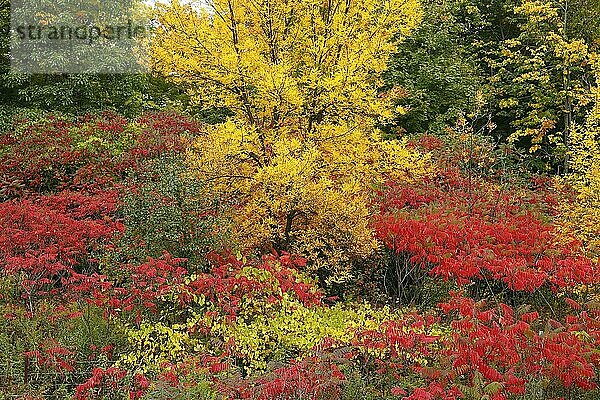 Herbstfarben  Provinz Quebec  Kanada  Nordamerika