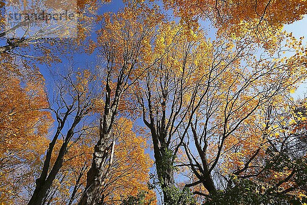 Wald im Herbst  Provinz Quebec  Kanada  Nordamerika