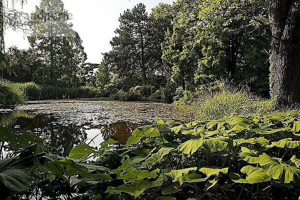 Flora  Botanischer Garten  Köln  Rheinland  Nordrhein-Westfalen  Deutschland  Europa