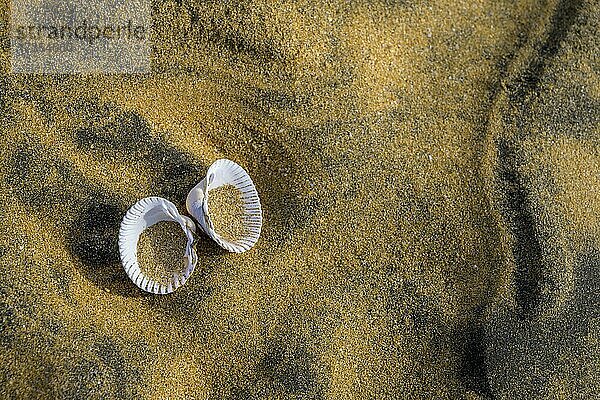 Muscheln auf dem Sand des Rauðasandur  Patreksfjörður  Vestfirðir  Island  Europa