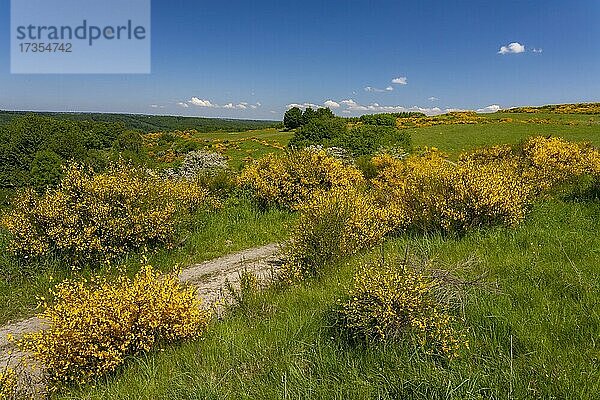 Blühender Besenginster (Cytisus scoparius)  Dreiborner Hochfläche  NP-Eifel  Nordrhein-Westfalen  Deutschland  Europa