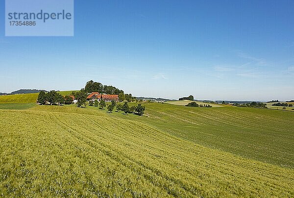 Getreidefeld und Bauernhof bei Waldzell  Innviertel  Oberösterreich  Österreich  Europa