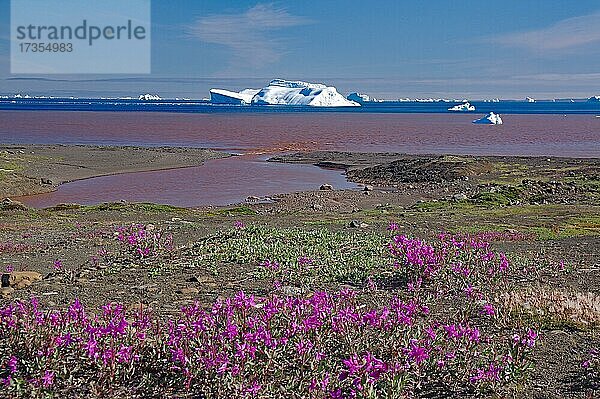 Blühende Weiderösschen vor Bucht mit Eisbergen  Sedimente im Wasser  Disko Insel  Grönland  Nordamerika