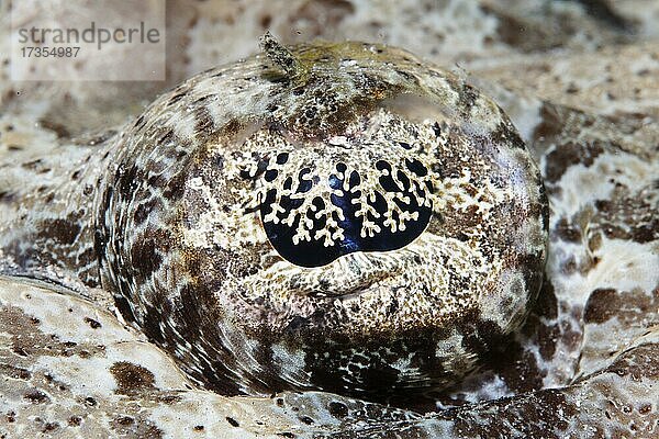 Auge  Teppich Krokodilfisch (Papilloculiceps longiceps)  Fischauge  Rotes Meer  Aqaba  Jordanien  Asien