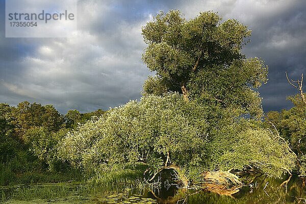 Weidenbaum im Abendlicht an einem Altwasser  Weichholzaue  Biberbiotop  Biosphärenreservat Mittlere Elbe  Dessau-Roßlau  Sachsen-Anhalt  Deutschland  Europa