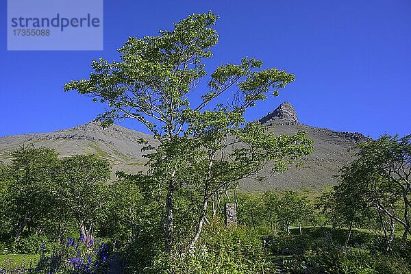 Botanischer Garten von Skruður  Thingeyri  Vestfirðir  Island  Europa