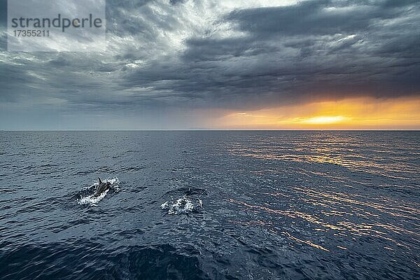 Zwei Delfine im Meer  Blick über das offene Meer auf die untergehende Sonne  dramatischer Wolkenhimmel bei Sonnenuntergang  Rhodos  Dodekanes  Griechenland  Europa