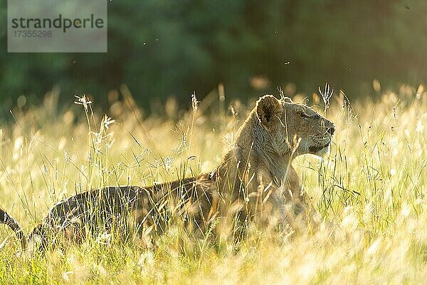 Löwe (Panthera leo)  Löwin im Gras der Savanne  Masai Mara  Kenia  Afrika