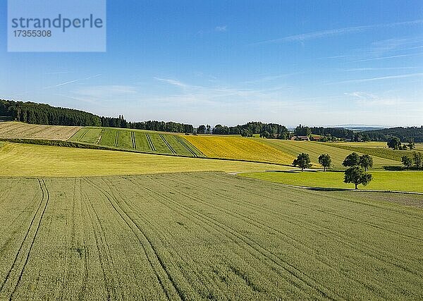 Drohnenaufnahme  Agrarlandschaft  Landwirtschaftliche Felder bei Waldzell  Innviertel  Oberösterreich  Österreich  Europa