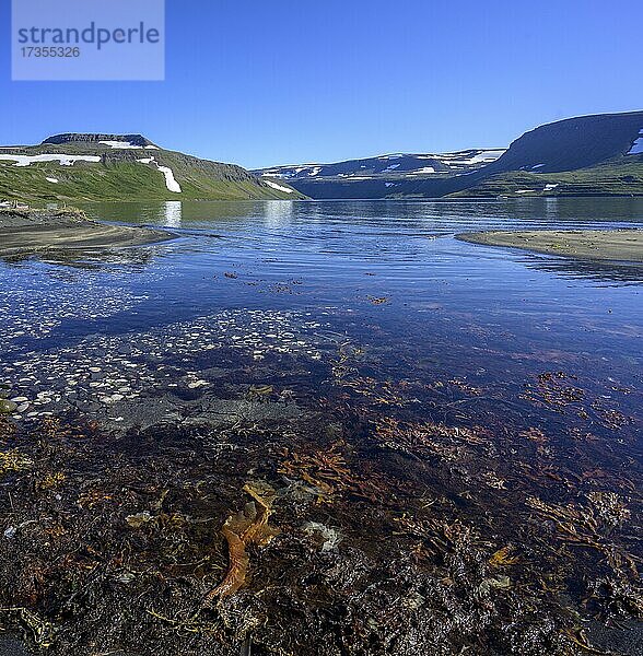 Muschelbucht  Heysteri  Hornstrandir  Vestfirðir  Island  Europa