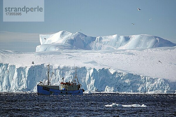 Fischerboot vor riesigen Eisbergen  Möwen  Winter  Disko Bucht  Ilulissat  Westgrönland  Dänemark  Europa