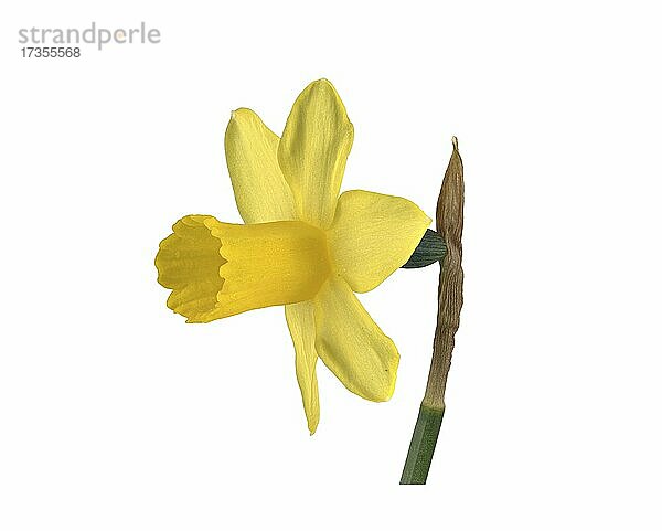 Gelbe Narzisse (Narcissus pseudonarcissus)  Blüte  Deutschland  Europa