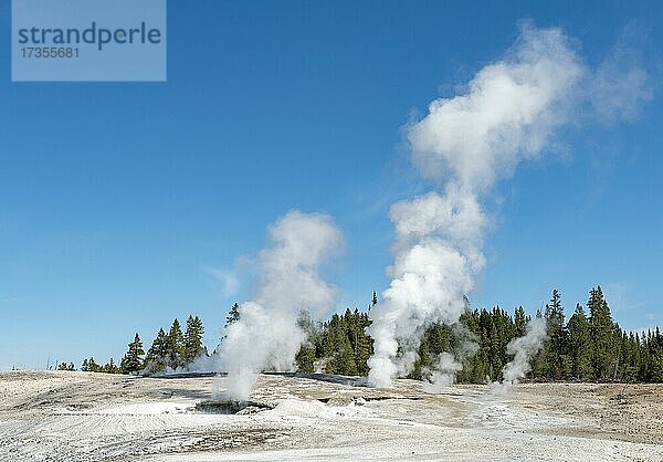 Dampfende heiße Quellen  Noris Geyser Basin  Yellowstone Nationalpark  Wyoming  USA  Nordamerika