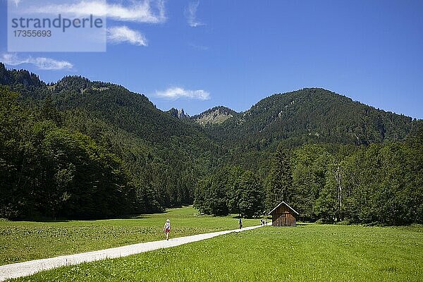 Wanderin am Weg vom Schwarzensee zur Moosalm Gemeinde St.Wolfgang  Salzkammergut  Oberösterreich  Österreich  Europa