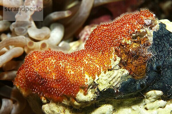 Gelege  Laich  Fischlaich  Eier  Fischeier  Rotmeer-Anemonenfisch (Amphiprion bicinctus)  rot Rotes Meer  Aqaba  Königreich Jordanien