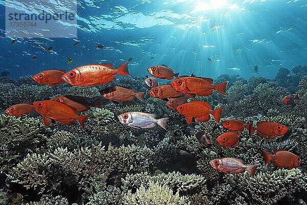 Schwarm Gewöhnlicher Großaugenbarsch (Priacanthus hamrur) schwimmt im Gegenlicht über Korallenriff  Rotes Meer  Aqaba  Königreich Jordanien
