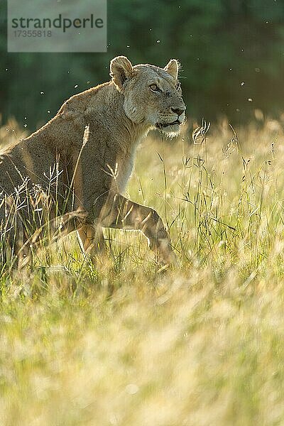 Löwe (Panthera leo)  Löwin im Gras der Savanne  Masai Mara  Kenia  Afrika