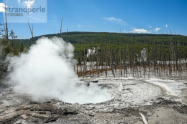 Dampfende heiße Quelle  hinten abgestorbene Bäume  Noris Geyser Basin  Yellowstone Nationalpark  Wyoming  USA  Nordamerika