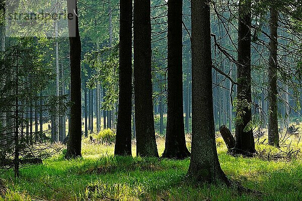 Typischer Fichtenwald im Licht der Abendsonne  Nationalpark Harz  bei Braunlage  Niedersachsen  Deutschland  Europa