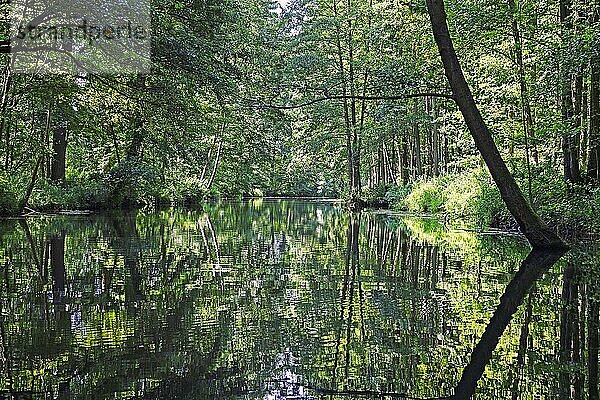 Idyllische Fließe und Flussarme entlang der Spree  Spreewald bei Schlepzig  Brandenburg  Deutschland  Europa