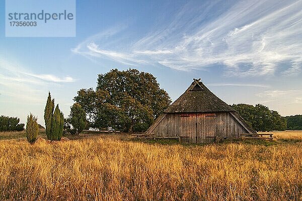 Alter Schafstall im letzten Abendlicht  Lüneburger Heide  Niedersachsen  Deutschland  Europa